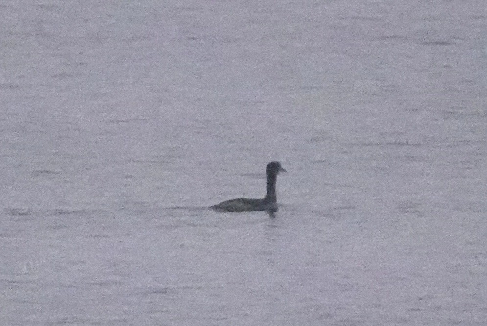 Red-necked Grebe - ML649159414