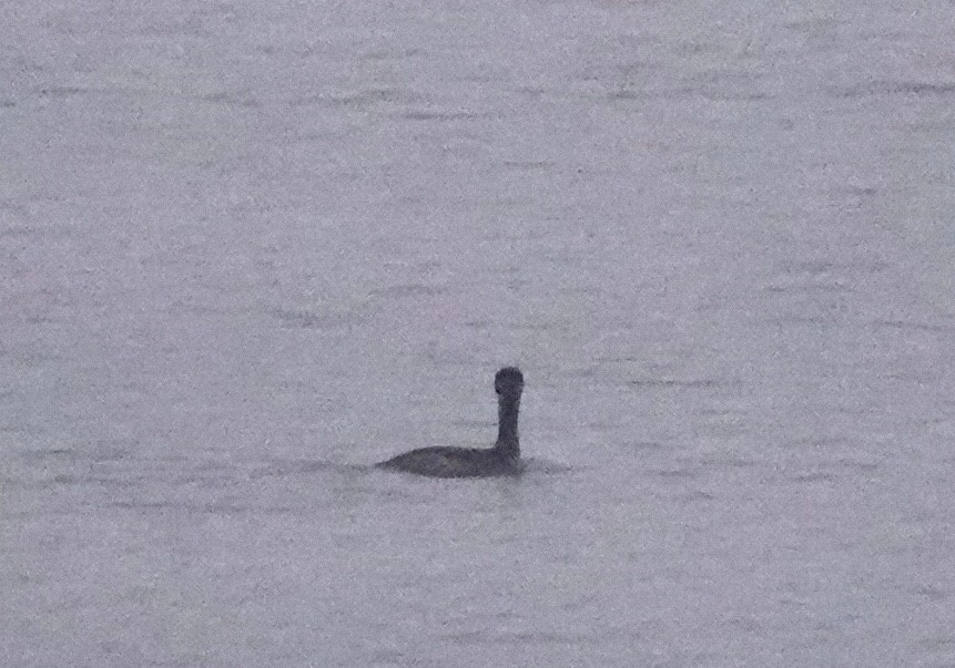 Red-necked Grebe - ML649159415