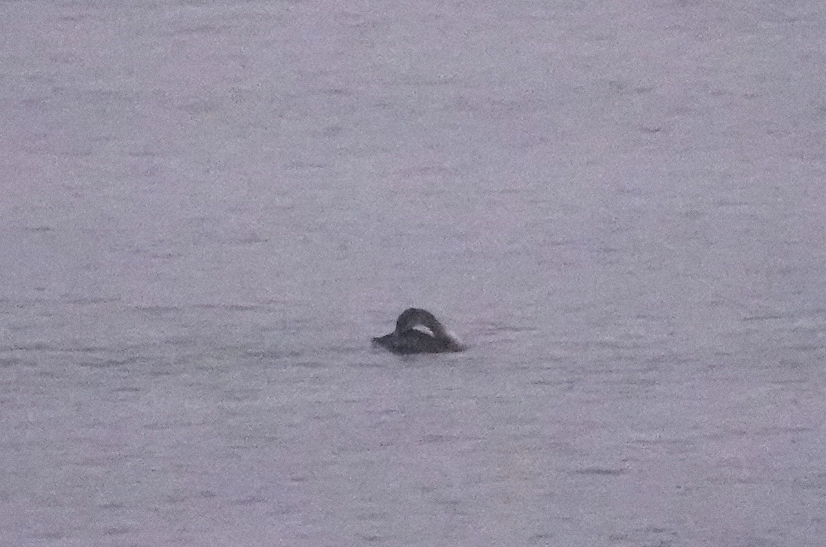 Red-necked Grebe - ML649159416