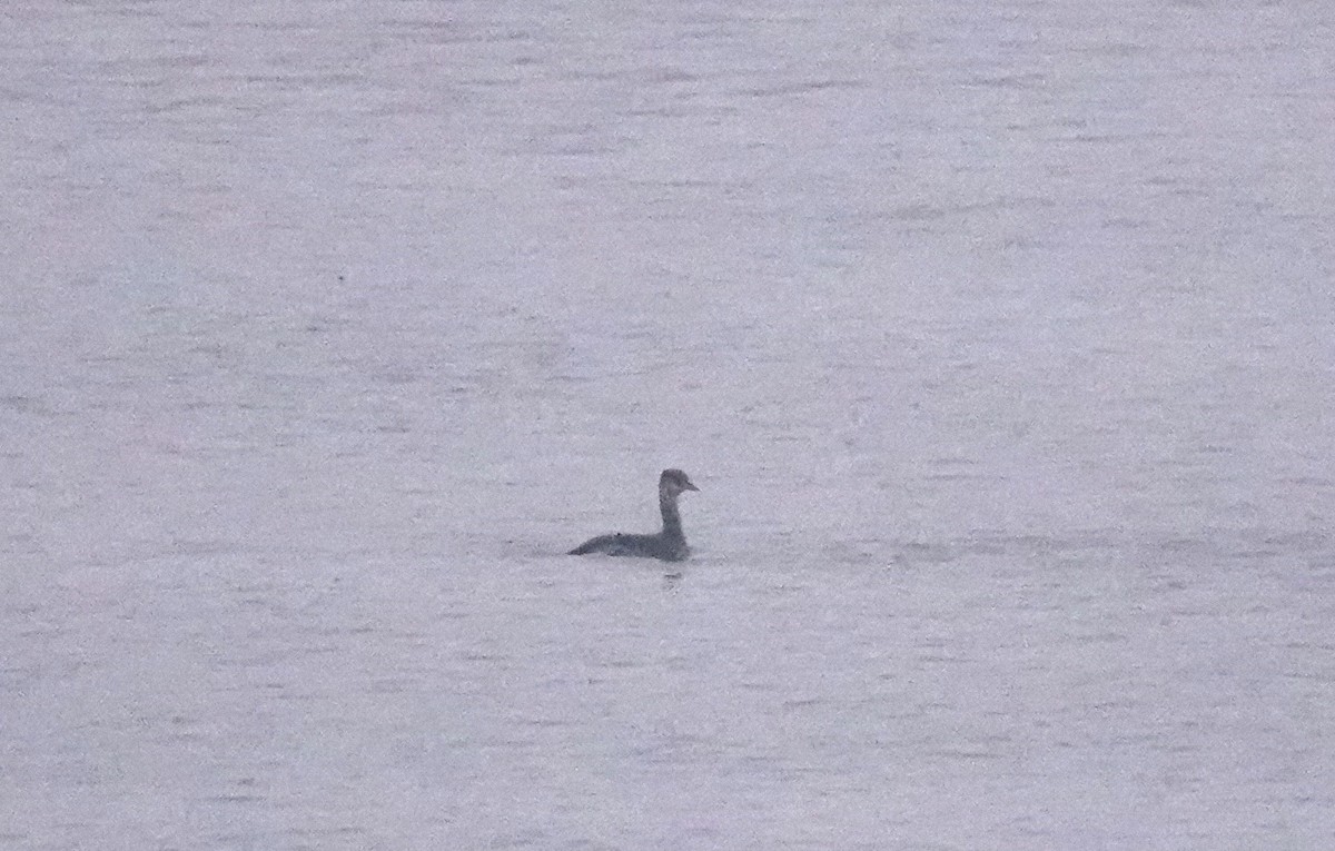 Red-necked Grebe - ML649159418