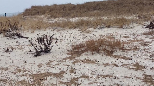 Пуночка - ML649159458