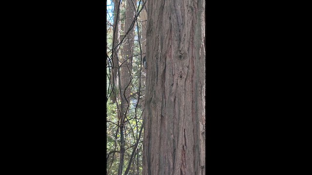 Белоголовый дятел - ML649159490