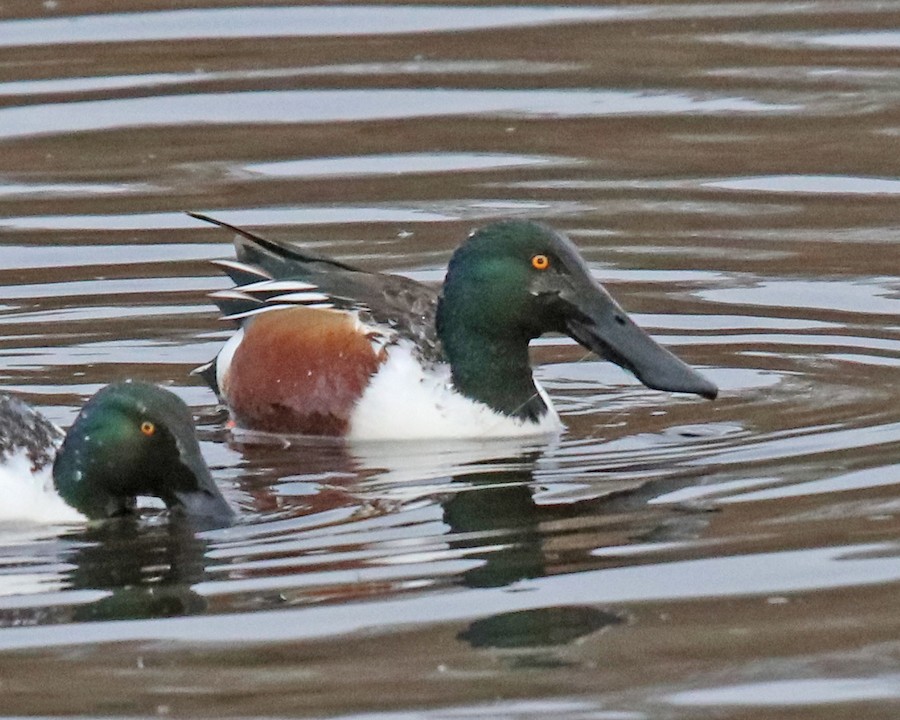 Northern Shoveler - John Cyrus
