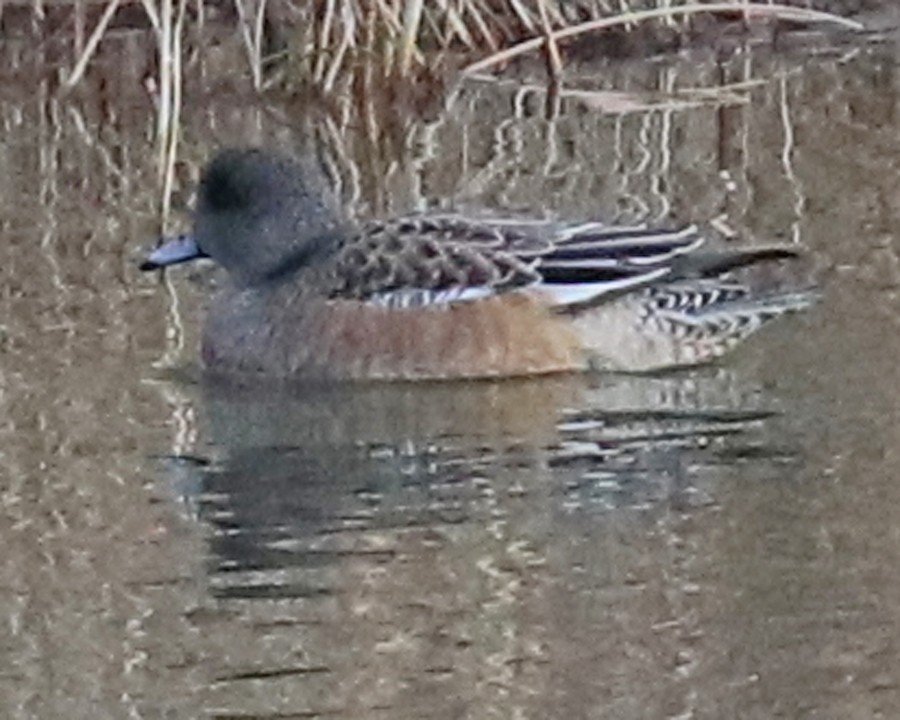 American Wigeon - John Cyrus