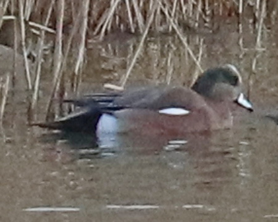 American Wigeon - John Cyrus