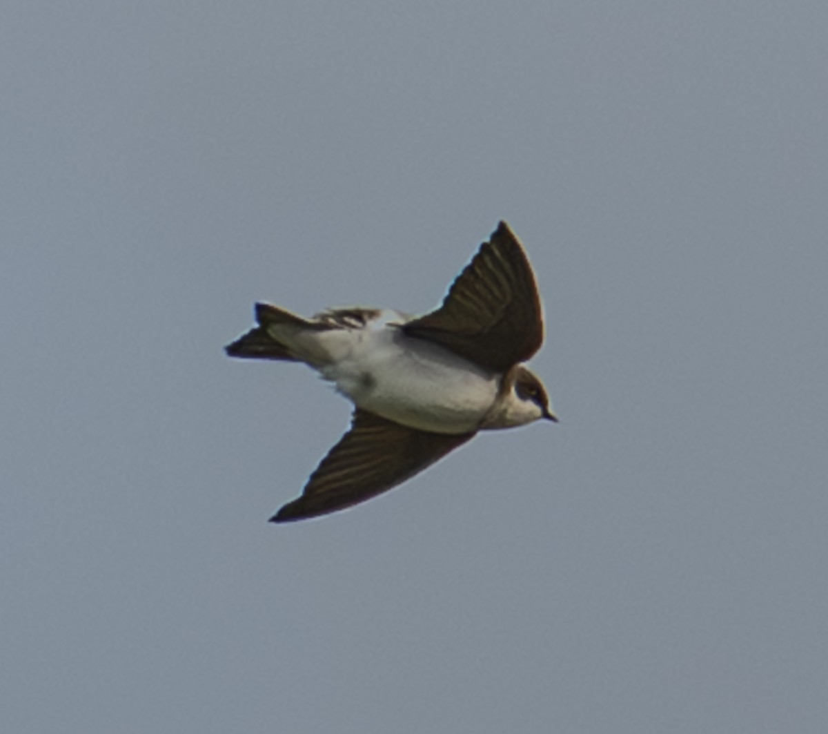Tree Swallow - ML649159650