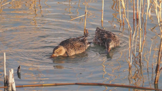 Широконоска - ML649159774