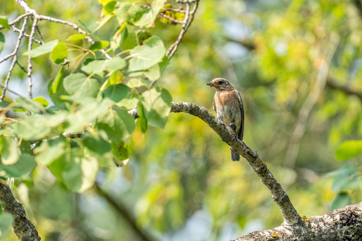 Eastern Bluebird - ML649159829