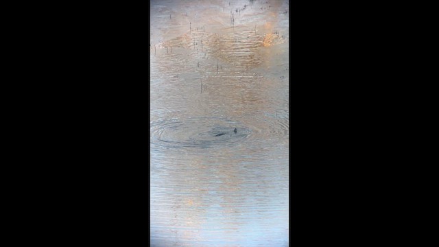 Канадская выдра - ML649159967