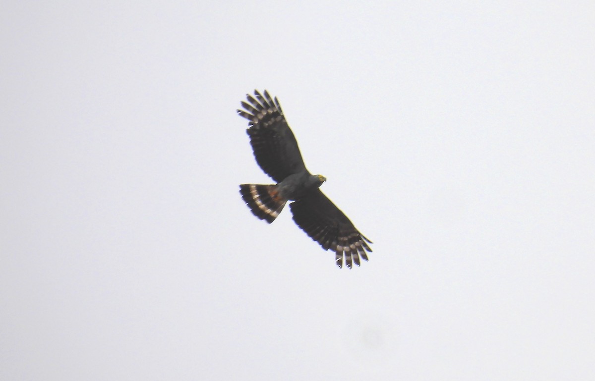 Hook-billed Kite - ML649160225