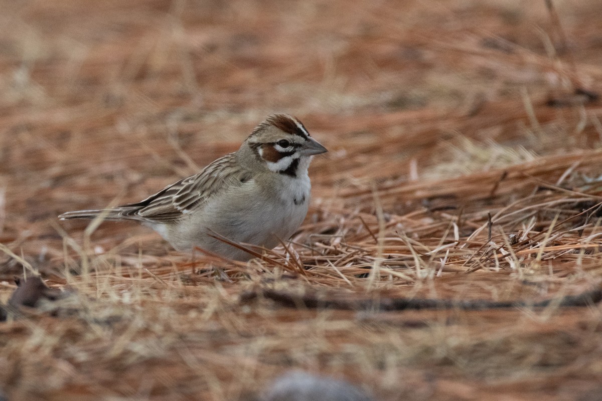 strnádka travní - ML649160546