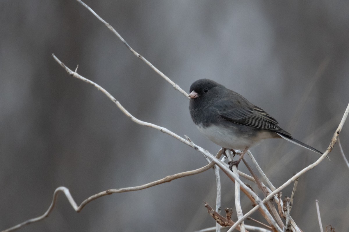 strnadec zimní - ML649160564