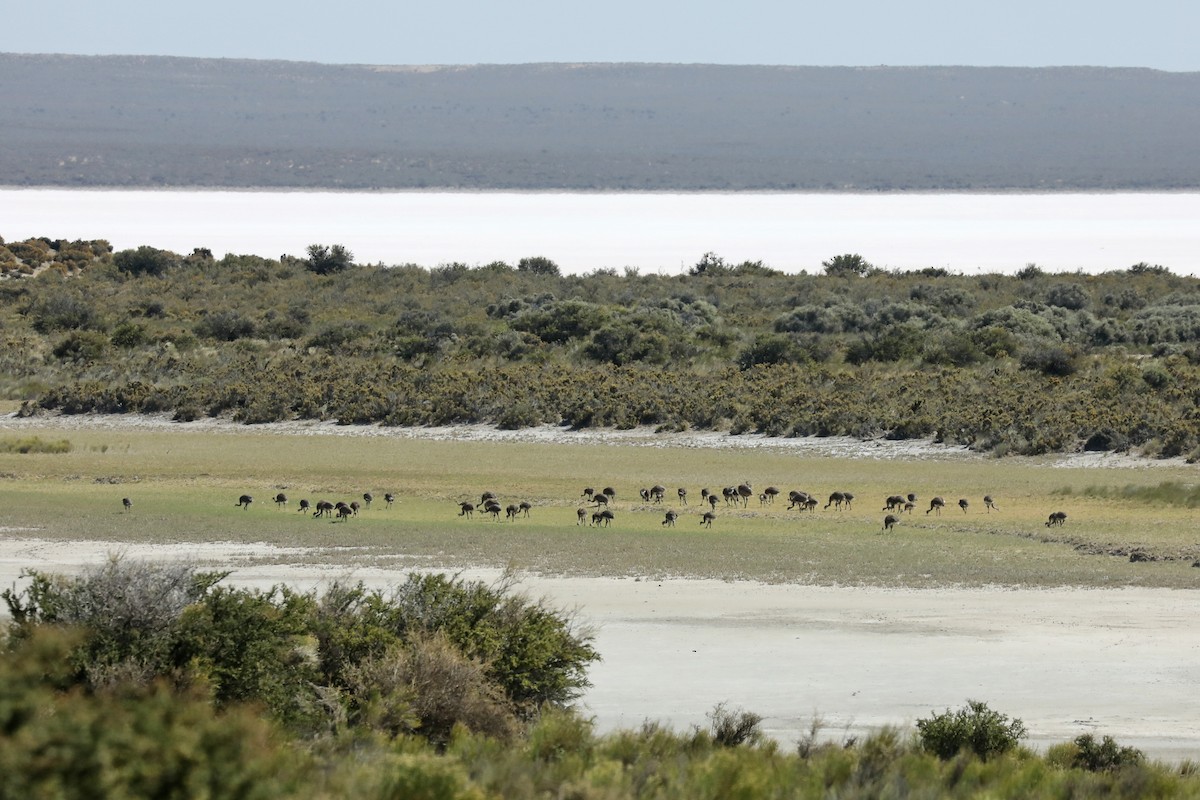 Ñandú Petiso - ML649160625