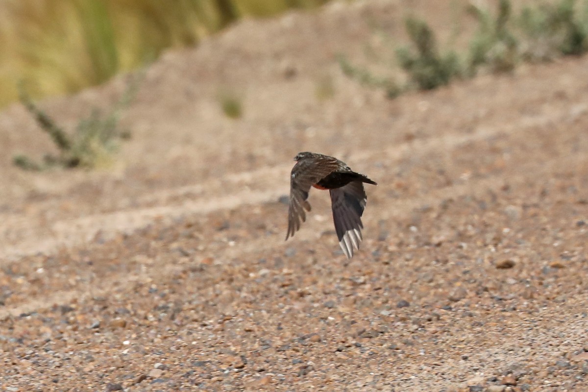 Loica Común - ML649160731