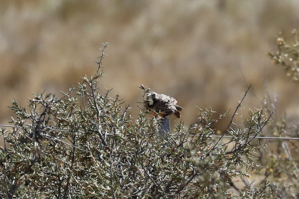 Loica Común - ML649160734