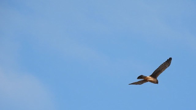 Американский лунь - ML649160763