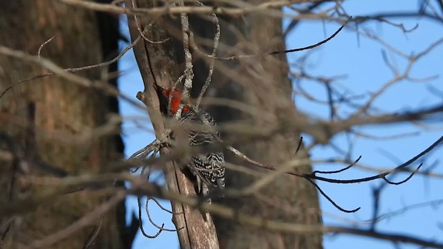 Каролинский дятел - ML649160828