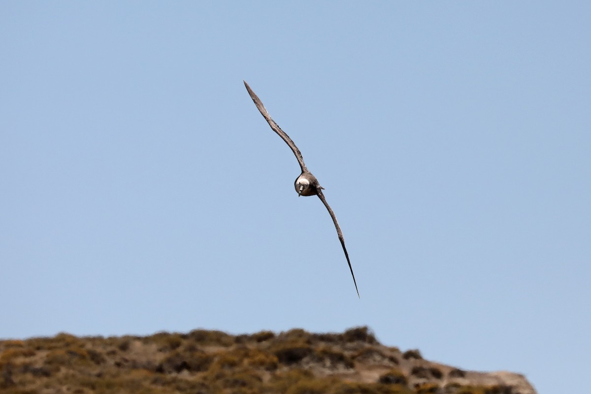 Abanto Marino Antártico - ML649160882