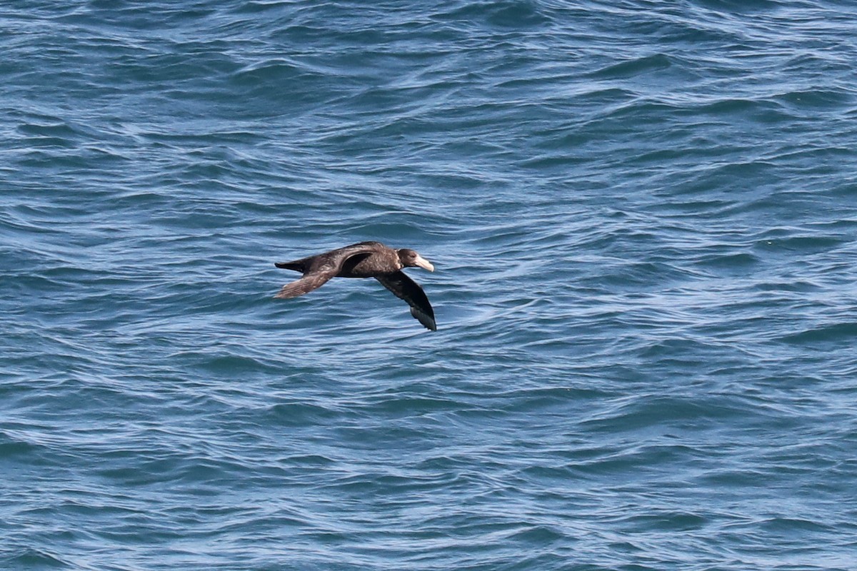 Abanto Marino Antártico - ML649160883