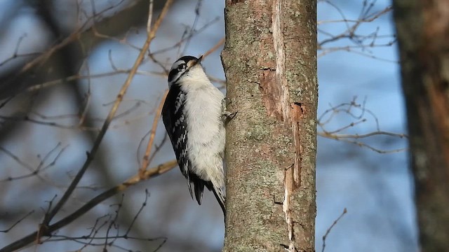 Пушистый дятел - ML649160902