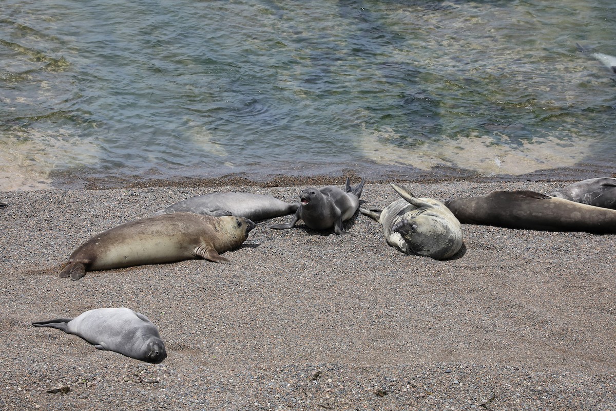 Elefante Marino Del Sur - ML649161010