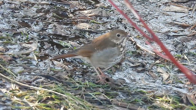 Дрозд-отшельник - ML649161021