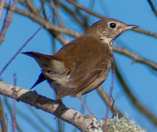Hermit Thrush - ML649161082
