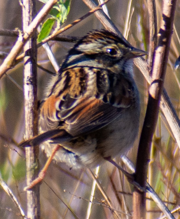 Swamp Sparrow - ML649161090