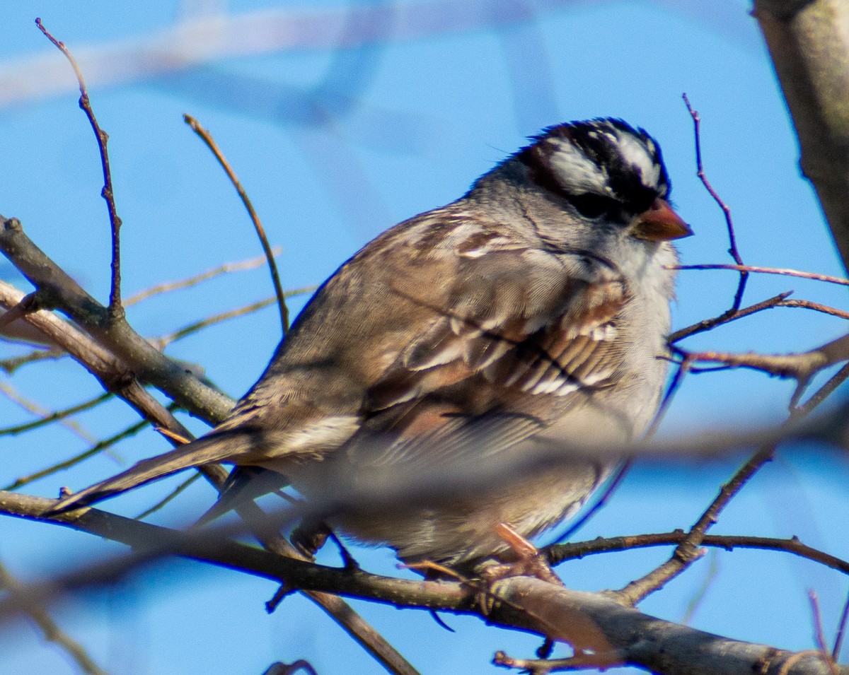 White-crowned Sparrow - ML649161124