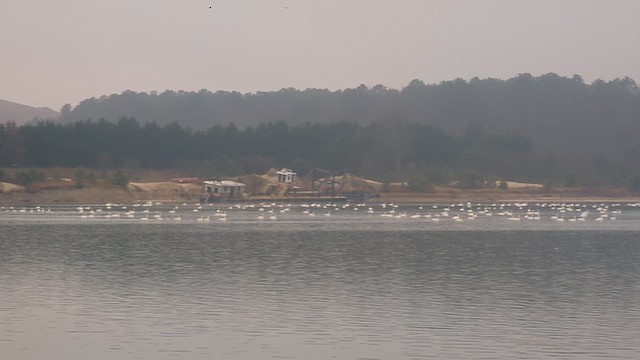 Американский лебедь - ML649161132