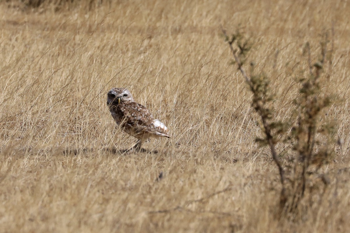 Mochuelo de Madriguera - ML649161244