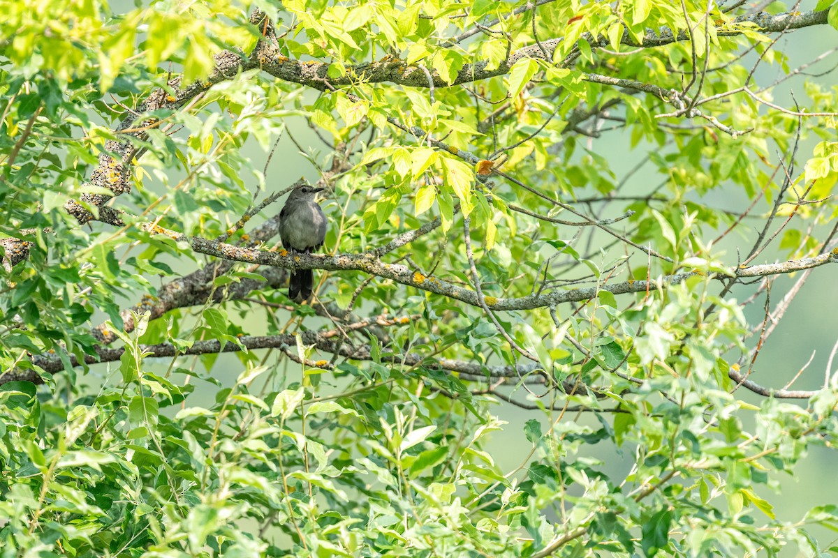 Gray Catbird - ML649161263