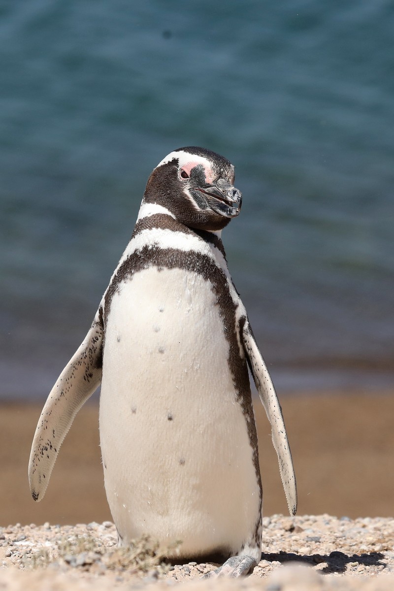 Pingüino Magallánico - ML649161345