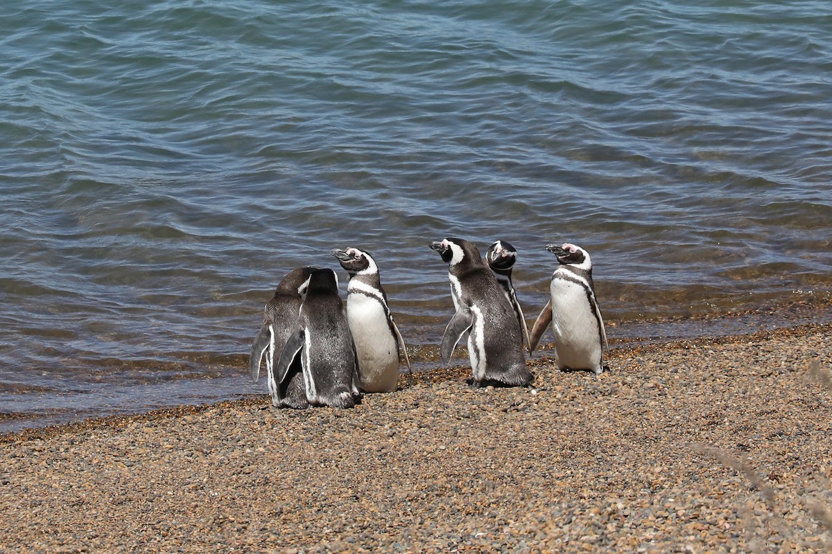 Pingüino Magallánico - ML649161346