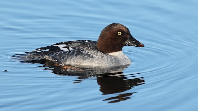 Гоголь - ML649161515