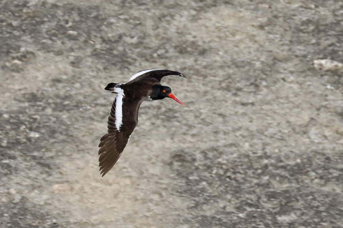 Ostrero Pío Americano - ML649161521