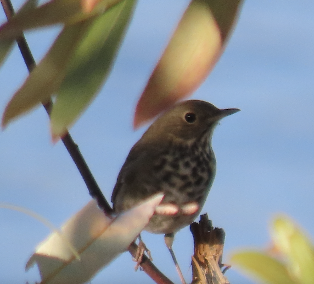 Catharus sp. - ML649161583