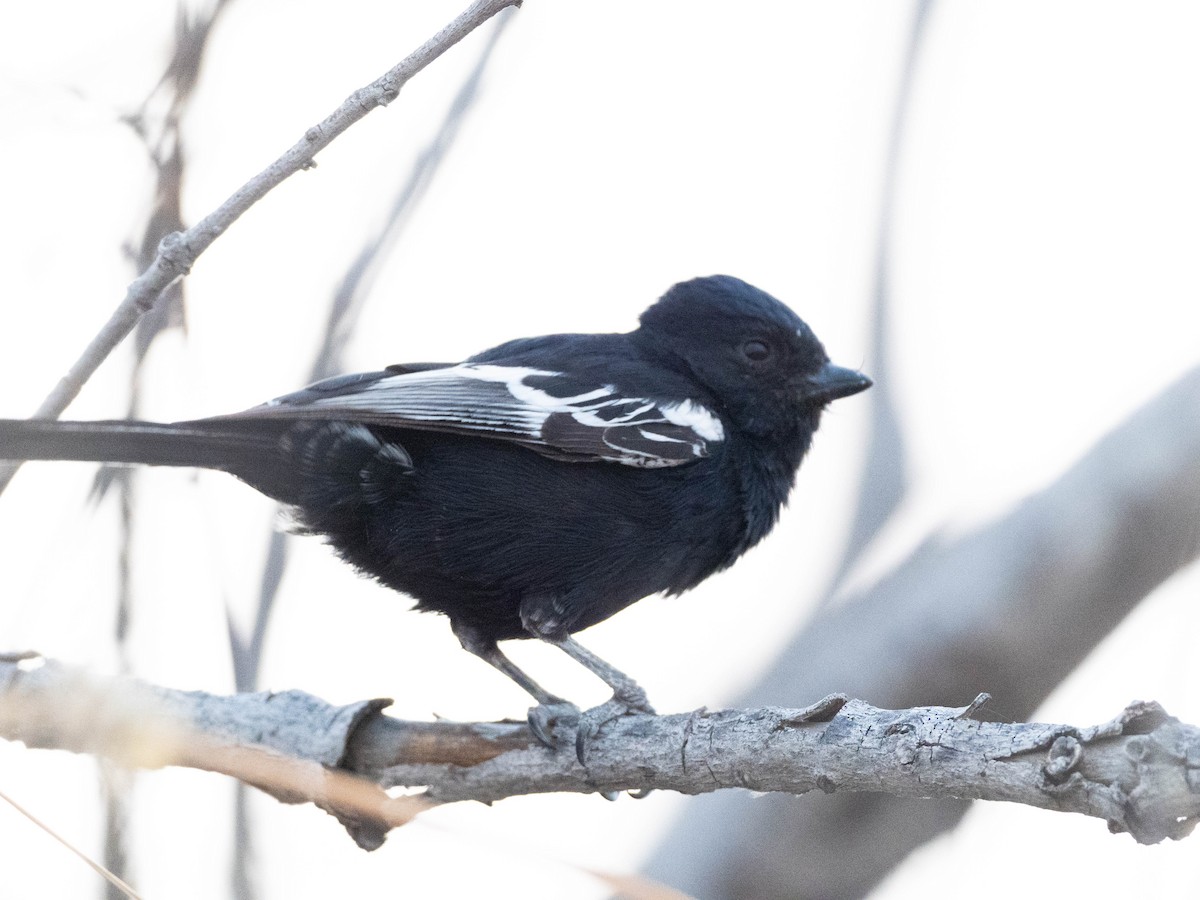 Carp's Tit - ML649161651