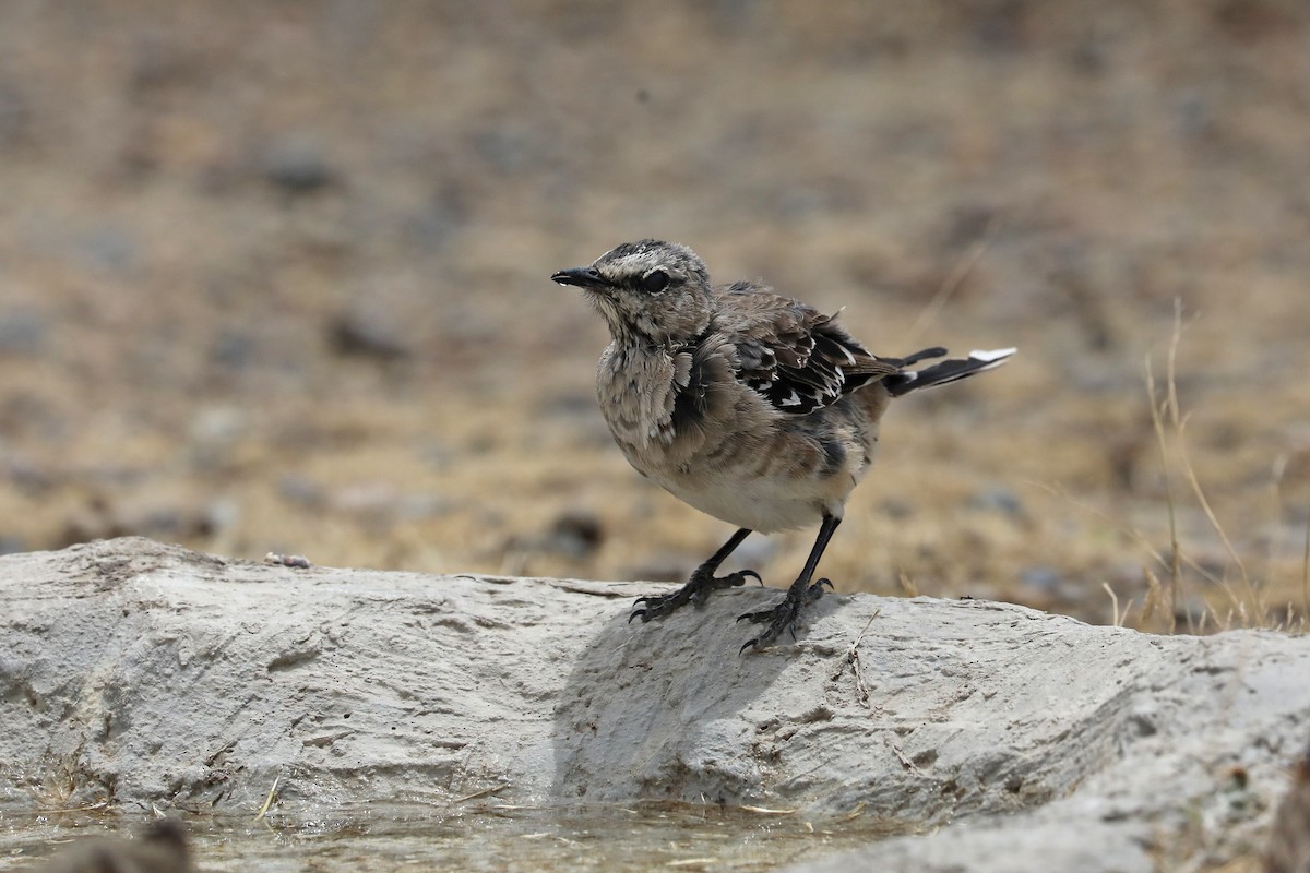 Sinsonte Patagón - ML649161670