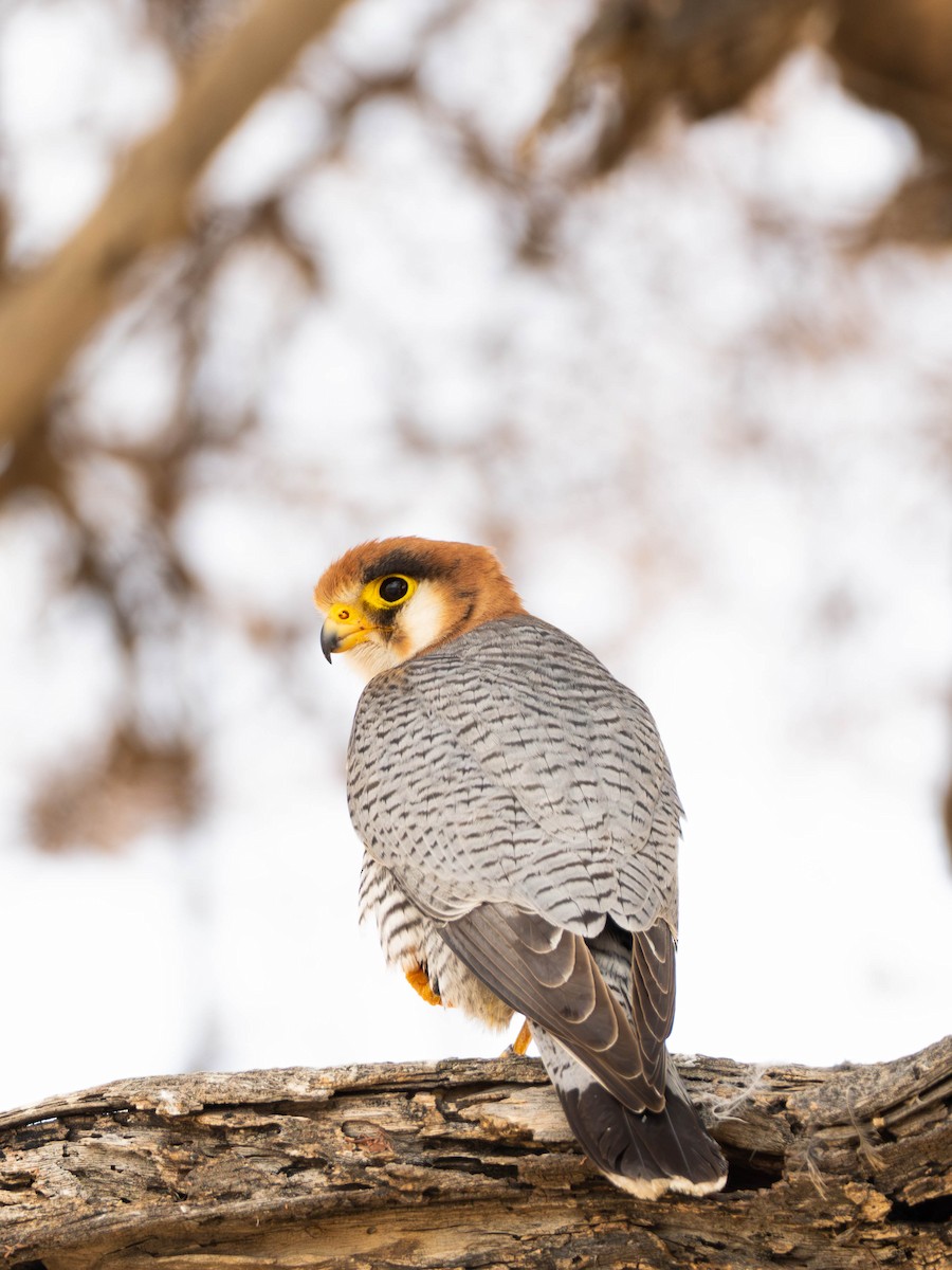 Red-necked Falcon - ML649161678