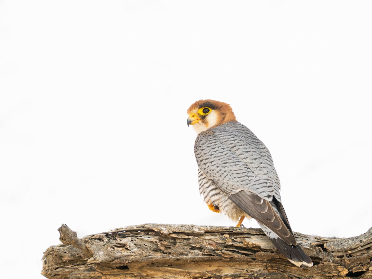 Red-necked Falcon - ML649161679