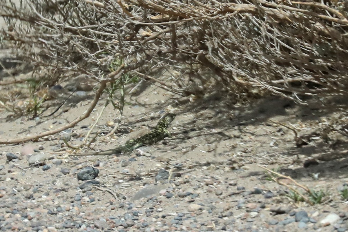 Reptiles - ML649161747