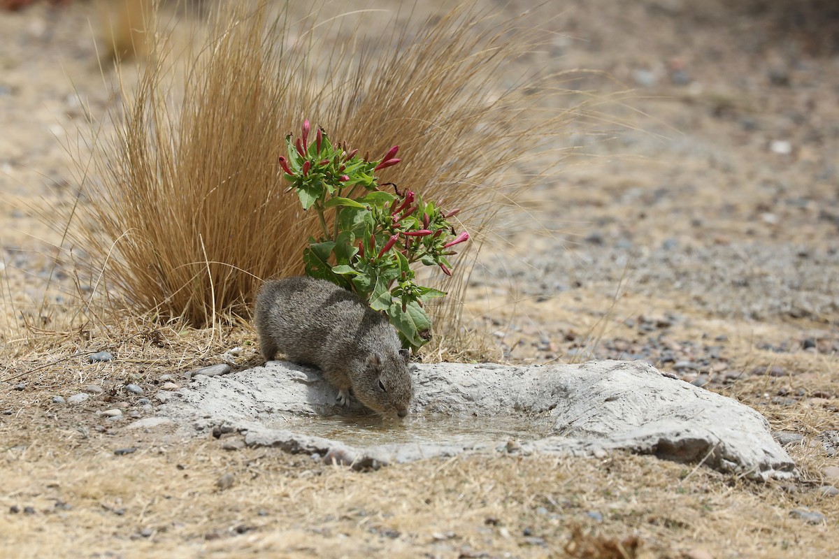 Cuis chico - ML649161748