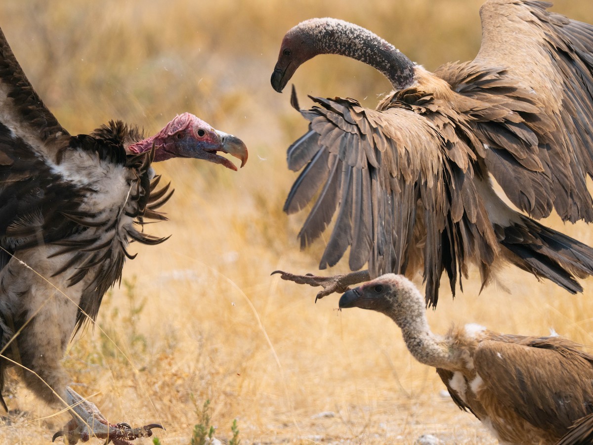 White-backed Vulture - ML649161794
