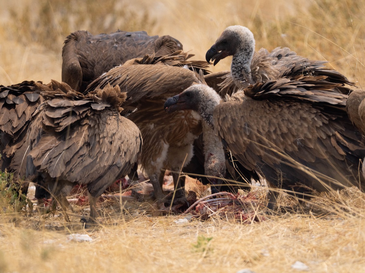 White-backed Vulture - ML649161795