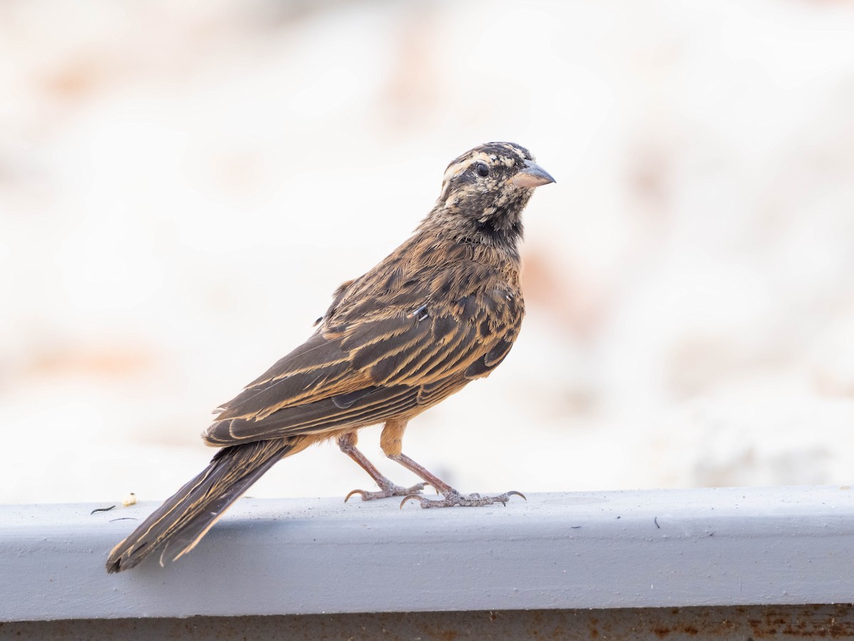 Cinnamon-breasted Bunting - ML649161826