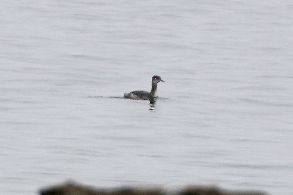 Red-necked Grebe - ML649161911