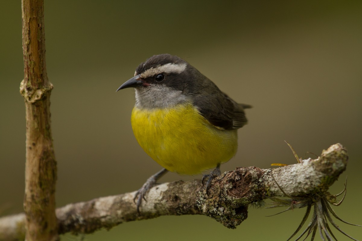 Bananaquit - ML64916211