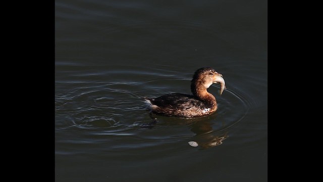 Пестроклювая поганка - ML649162258