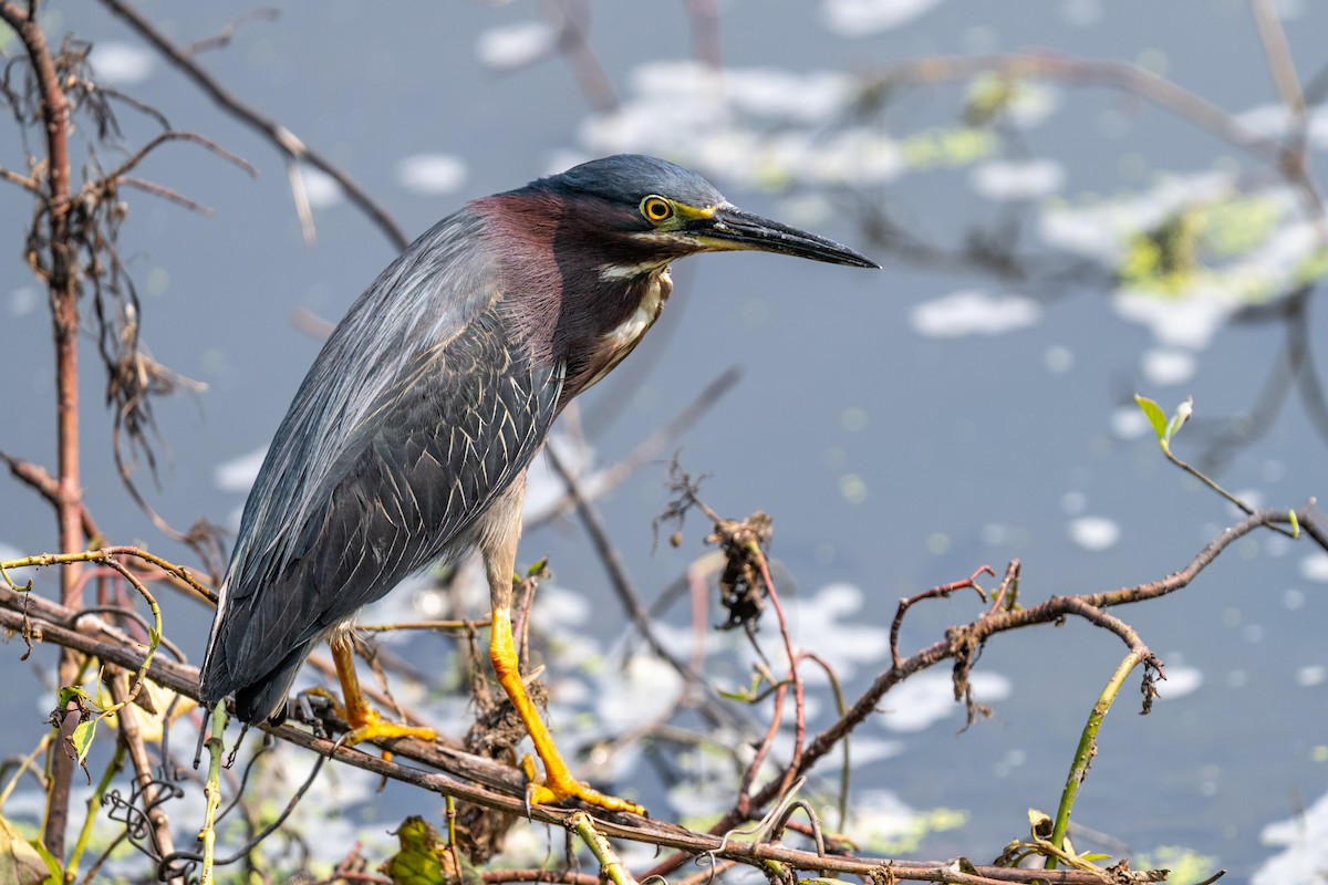 Green Heron - ML649162467